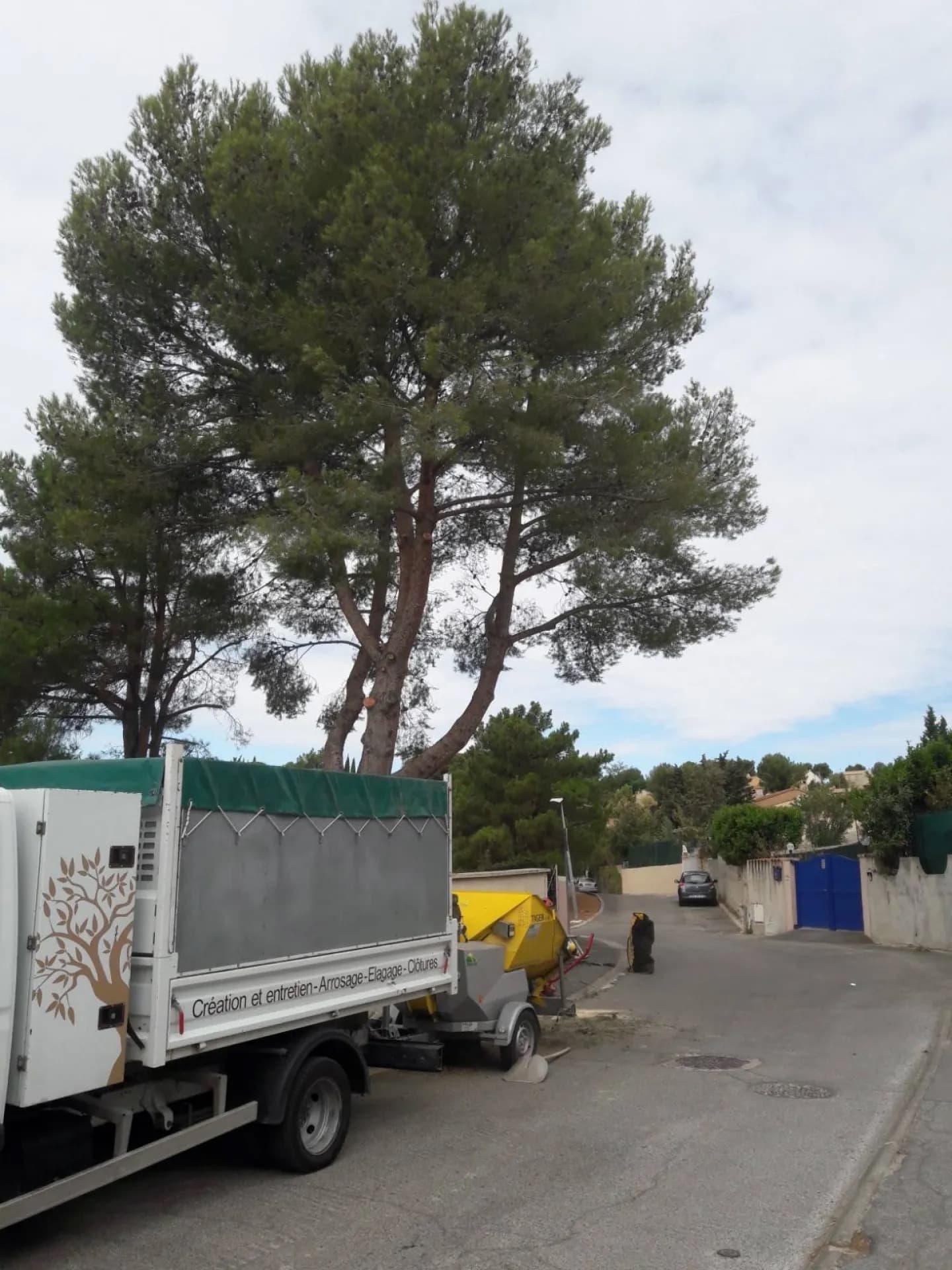 Camion benne AEP et broyeur de branches au pied d’un grand pin parasol en cours d’élagage, dans un lotissement