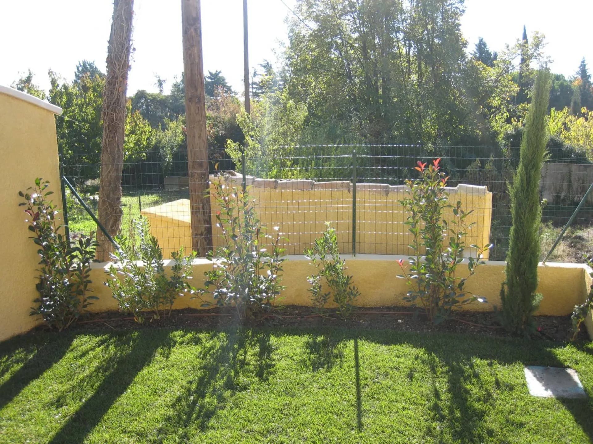 Jeune haie de photinias et cyprès plantée le long d’un muret, goutte-à-goutte posé au pied